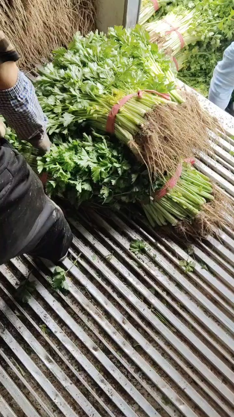 精品香芹