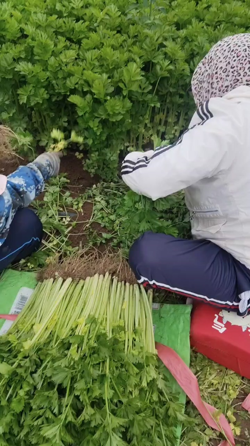 精品香芹