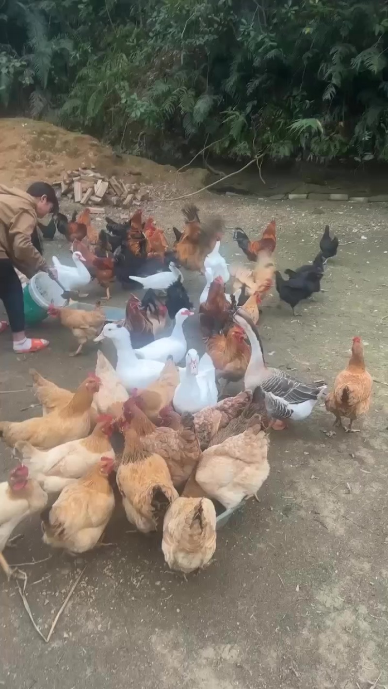 农村自养