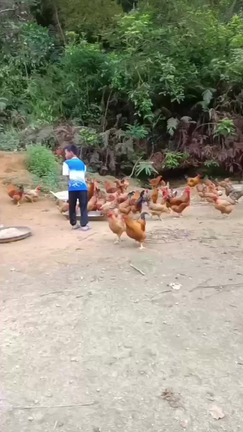 农村自养
