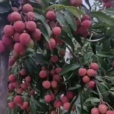 乌叶荔枝