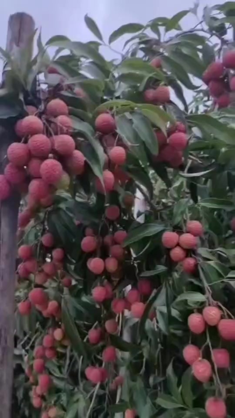 乌叶荔枝