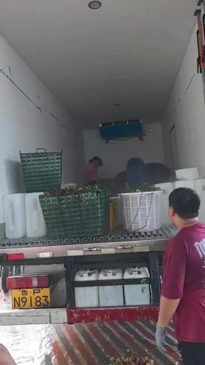 乌叶荔枝