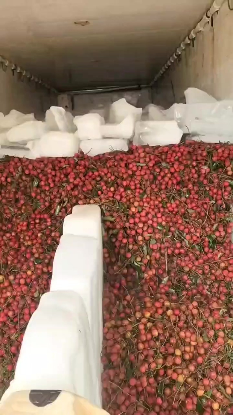 乌叶荔枝