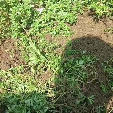 马齿菜