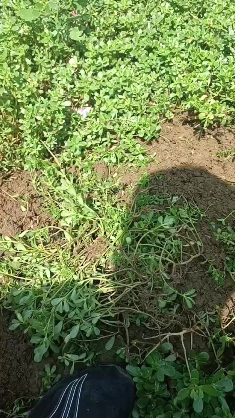 马齿菜