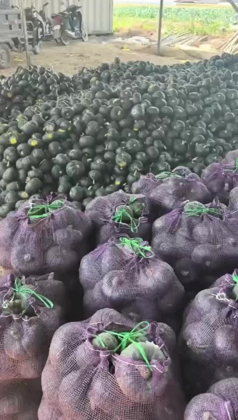 内蒙古贝贝南瓜
