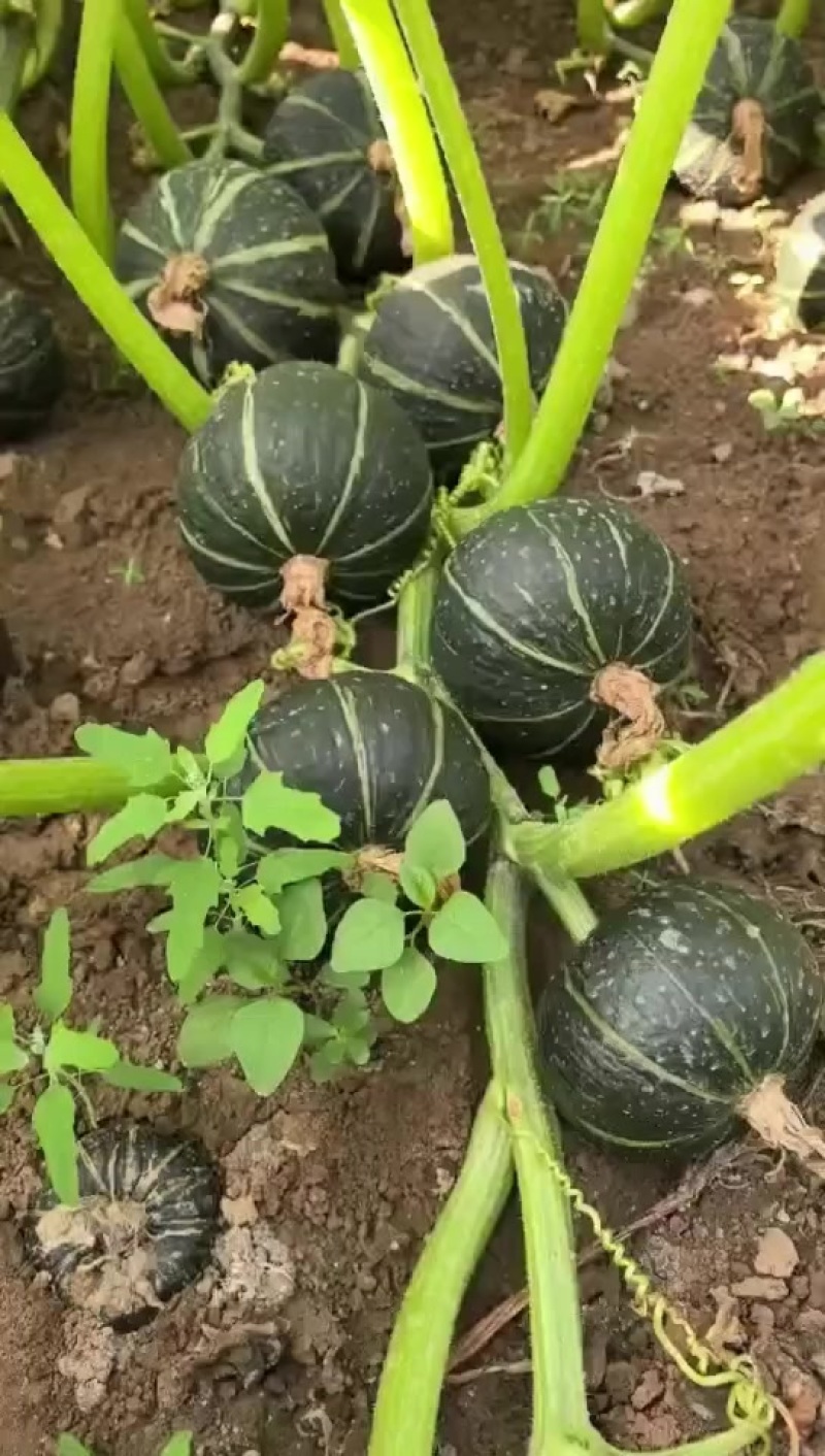 内蒙古贝贝南瓜