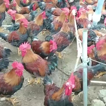 清远鸡麻公，