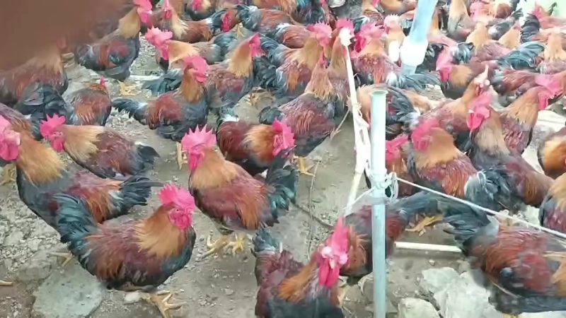 清远鸡麻公，
