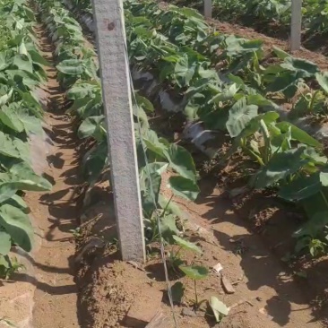 芋头还有2个月可以出货，接受预订