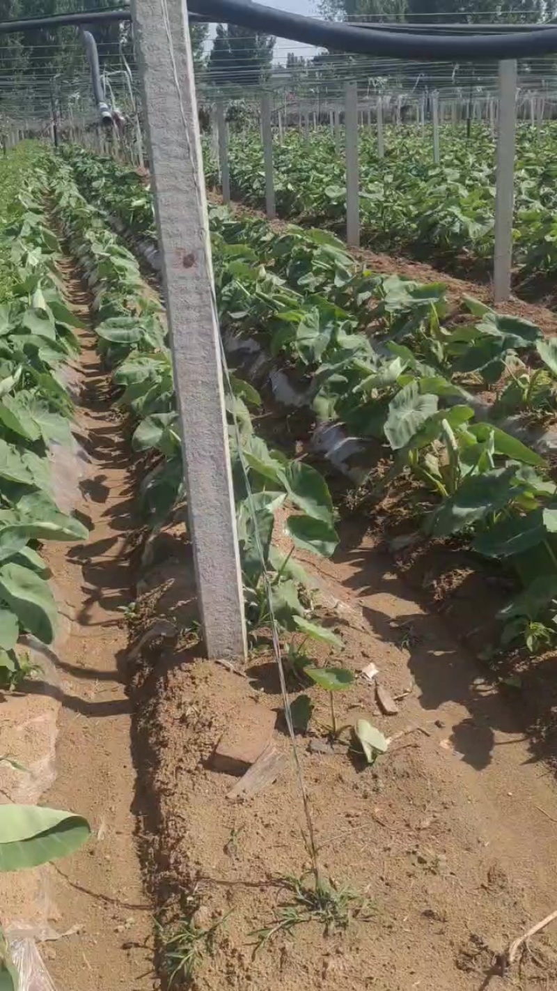 芋头还有2个月可以出货，接受预订