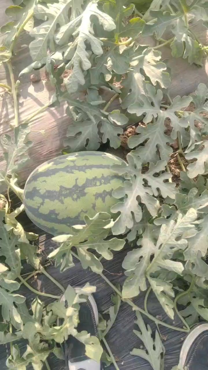 西瓜