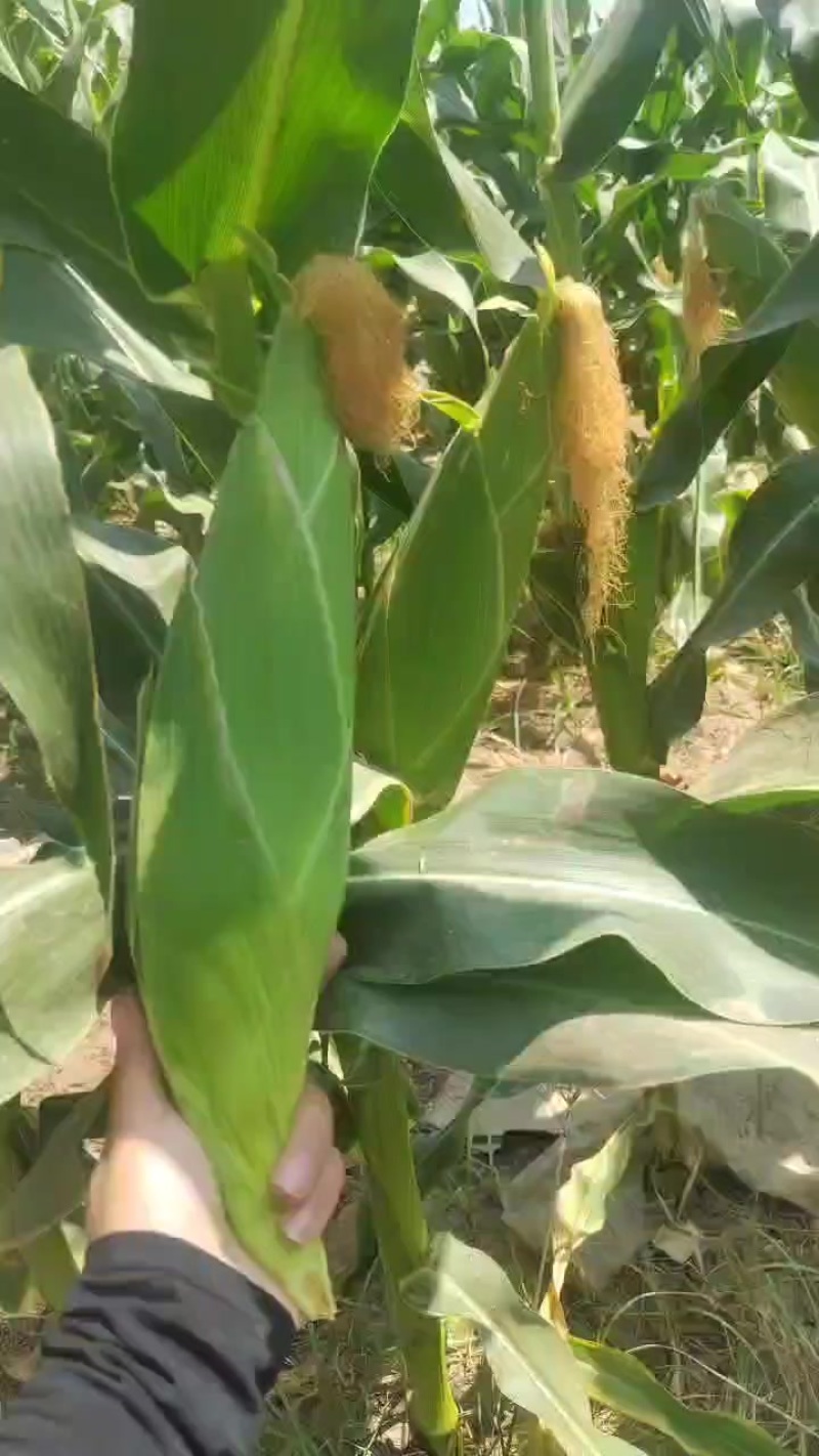 白糯玉米鲜玉米