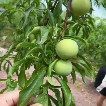 精品蜂糖李