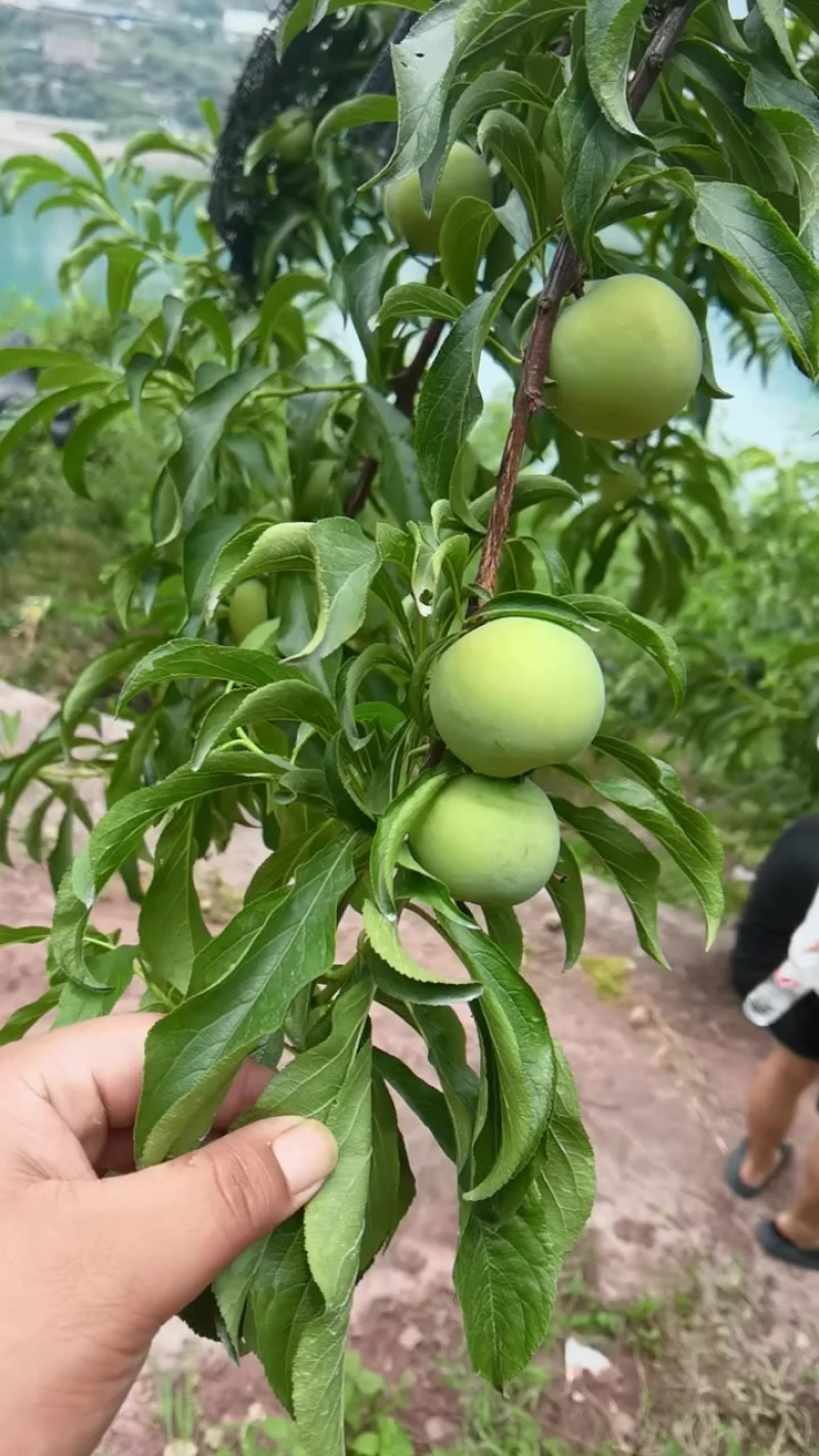 精品蜂糖李