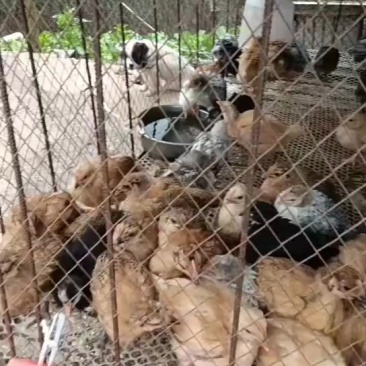 想买小鸡的