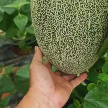 哈密瓜