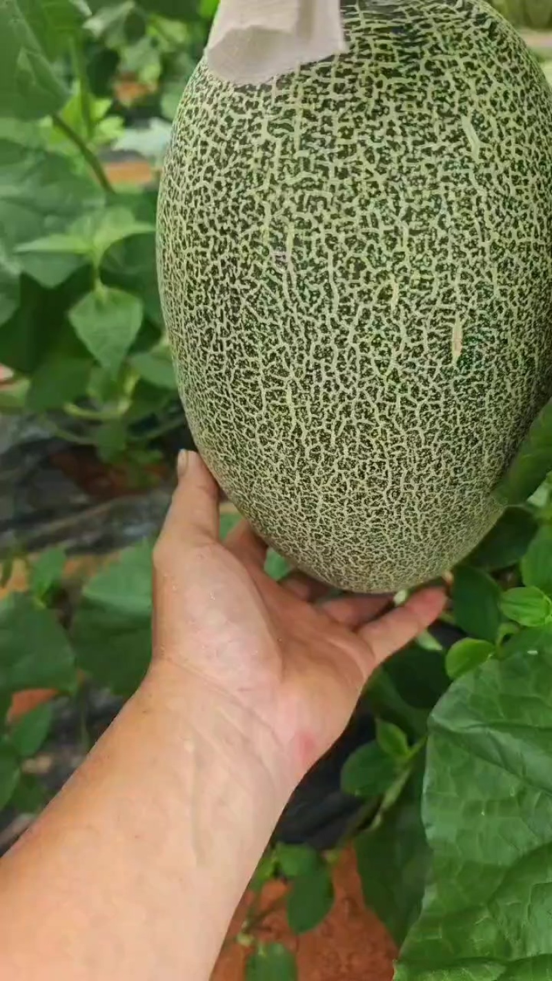 哈密瓜