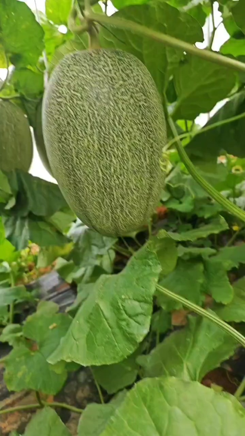 哈密瓜