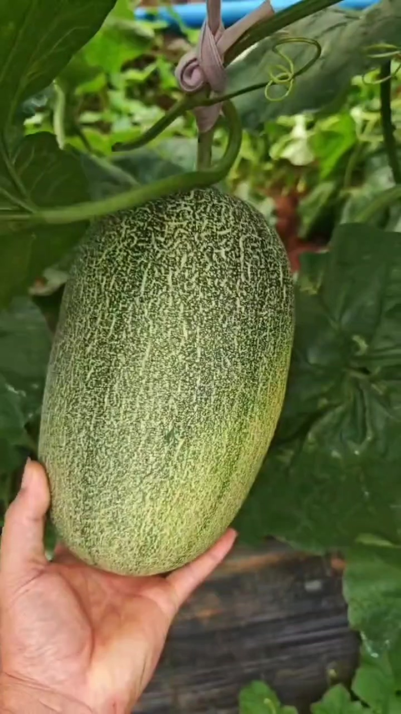 哈密瓜