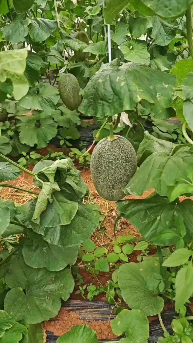 哈密瓜