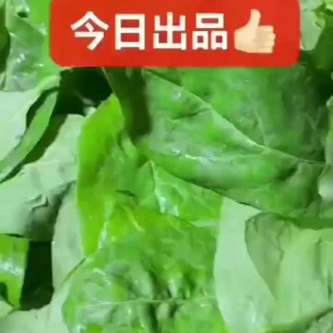 枸杞叶