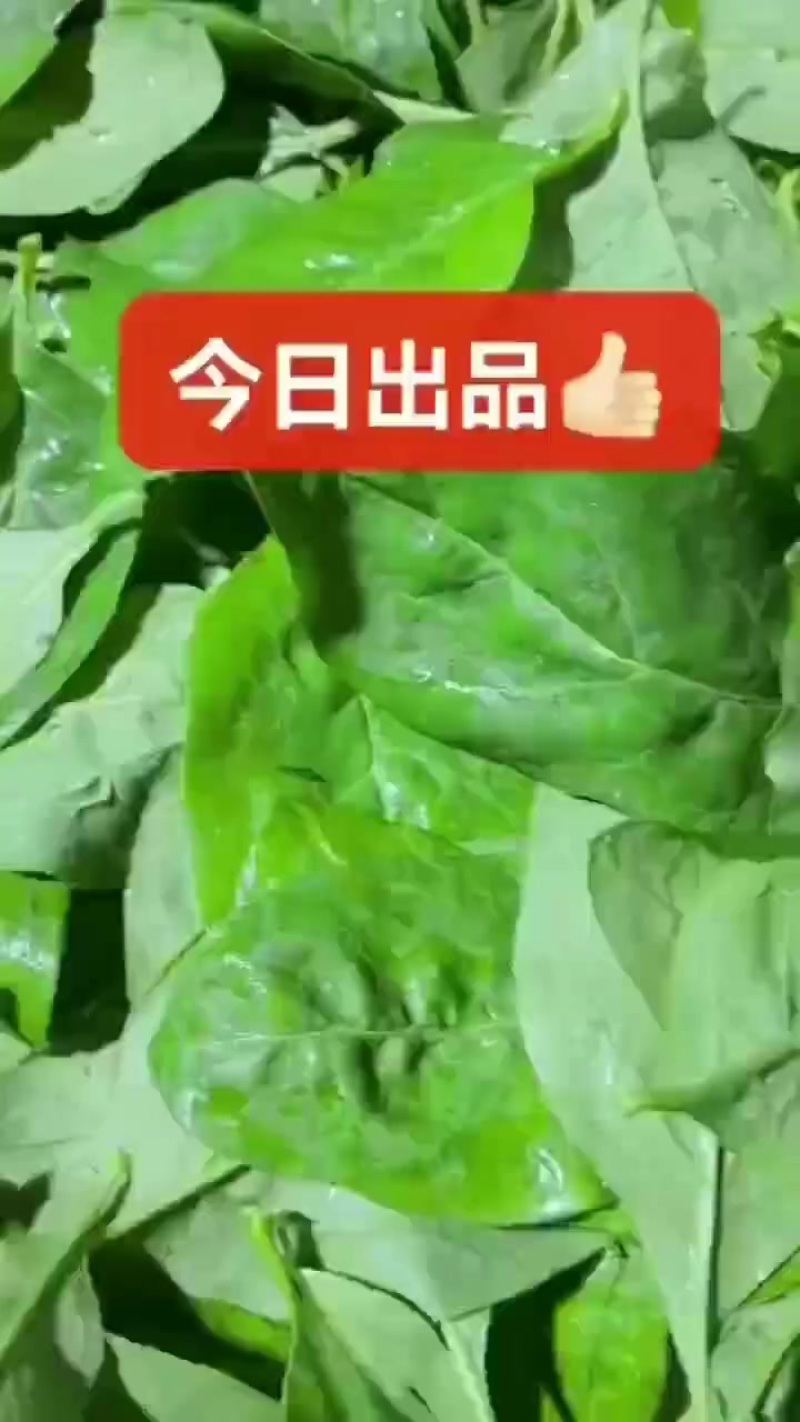 枸杞叶