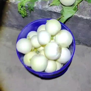 桂林全州小香瓜