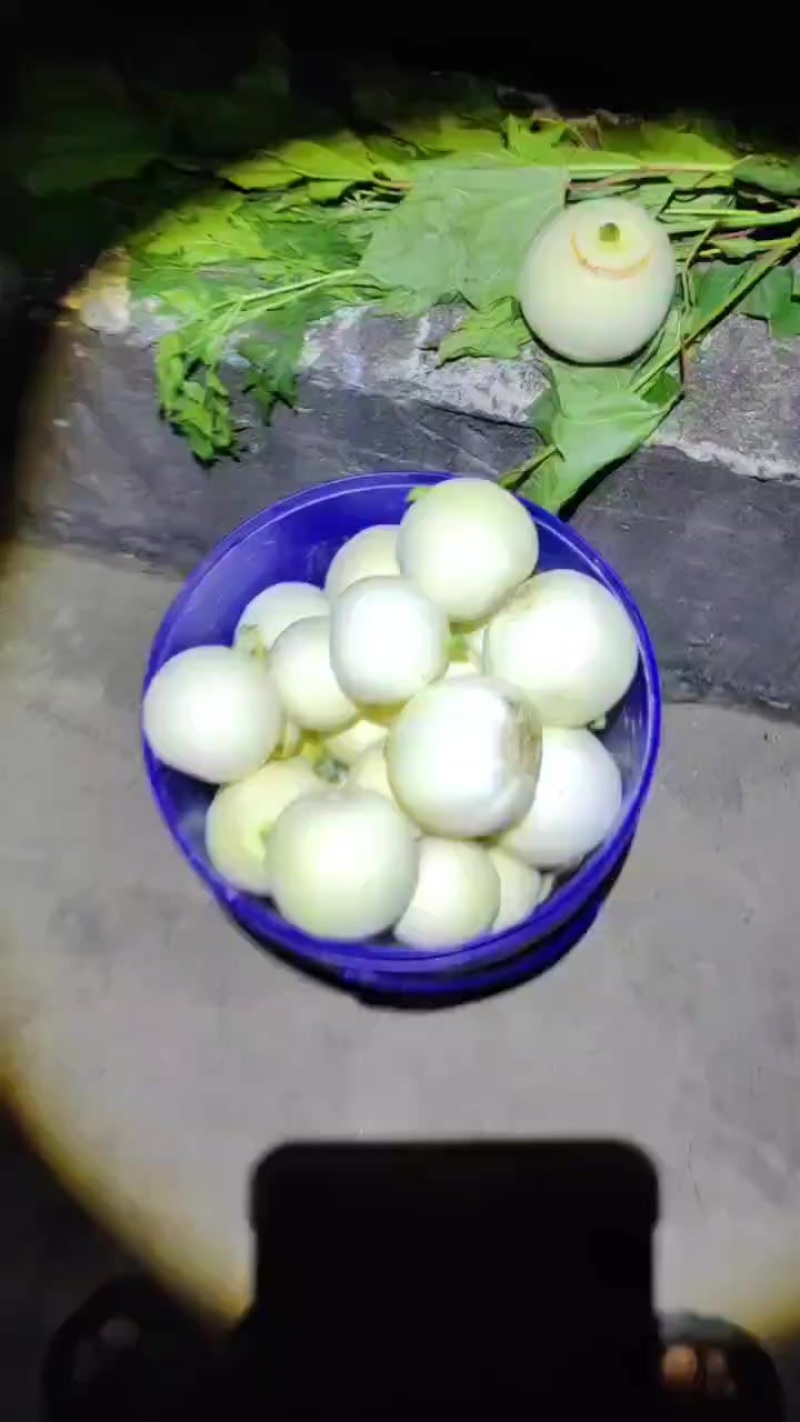 桂林全州小香瓜
