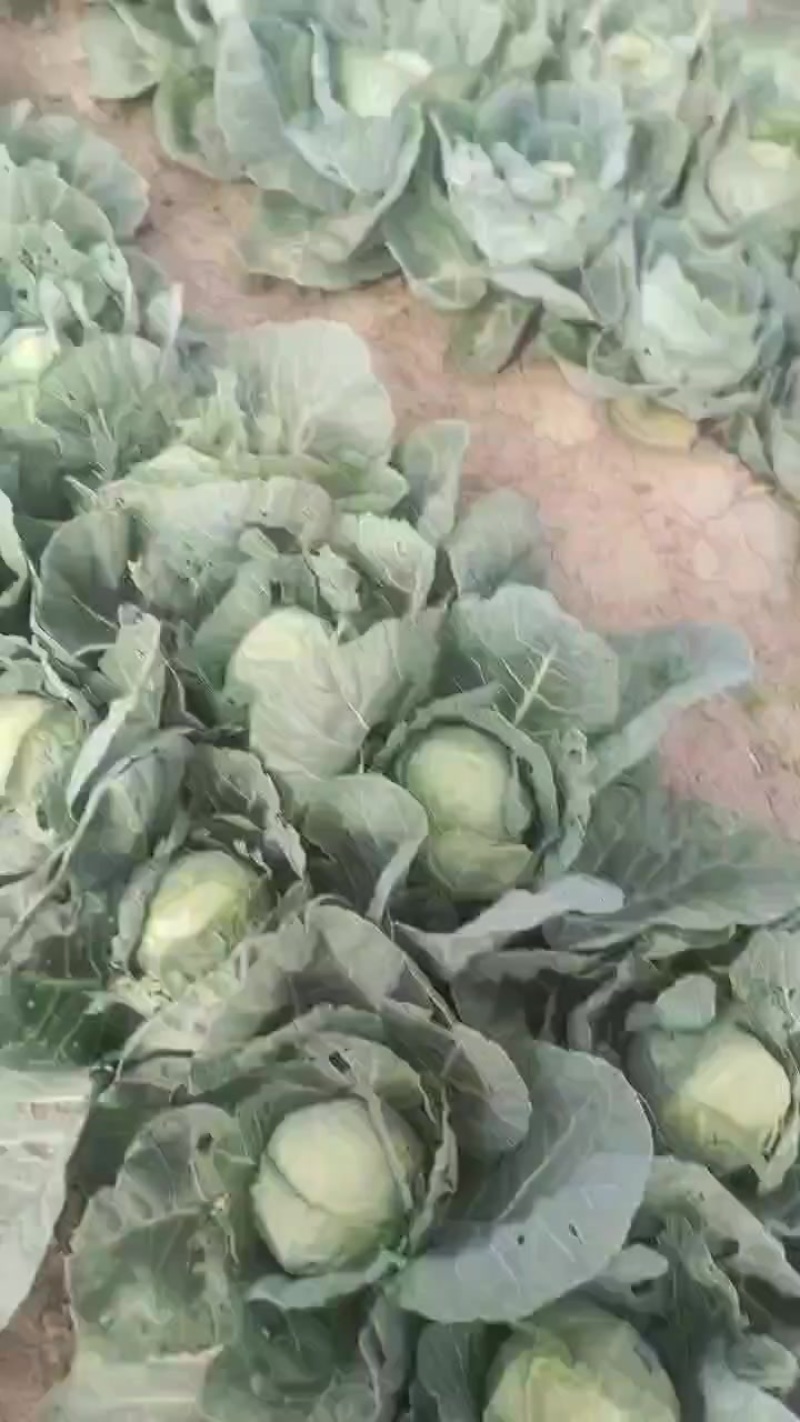 精品茴子白