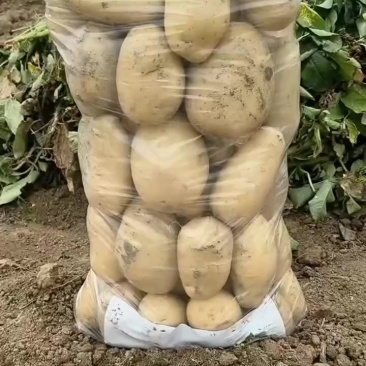 土豆
