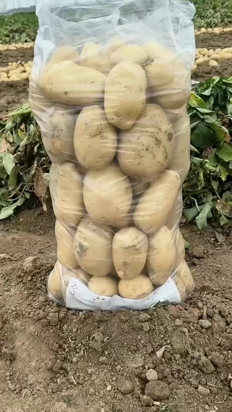 土豆