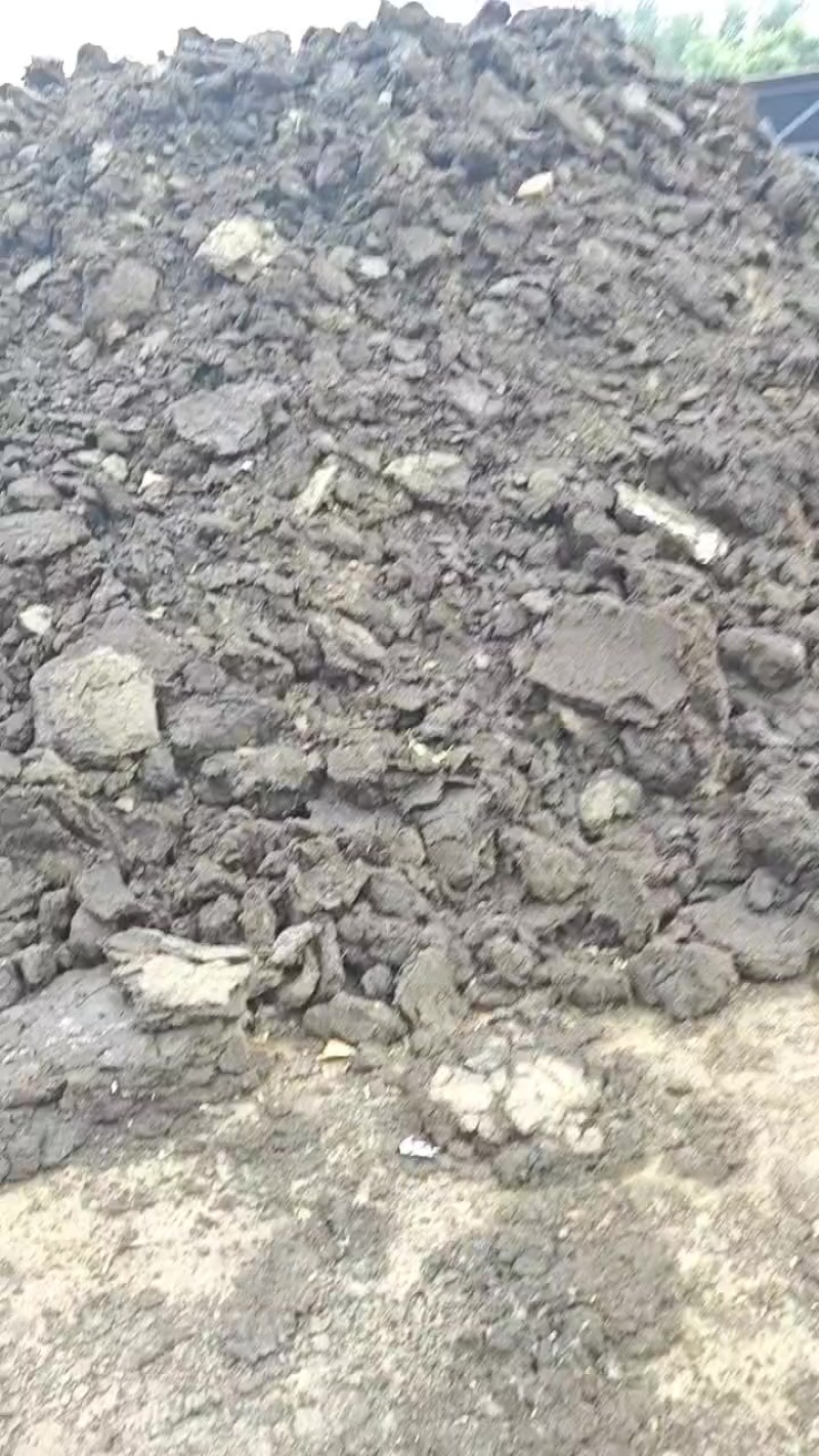 发酵好的羊粪，每天都有十位免费赠送纯羊粪