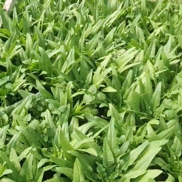 油麦菜