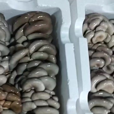 平菇