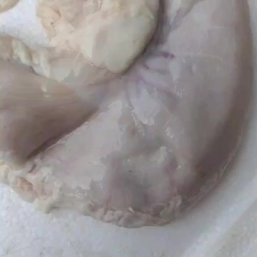 鲜猪肚厂家直销物美价廉