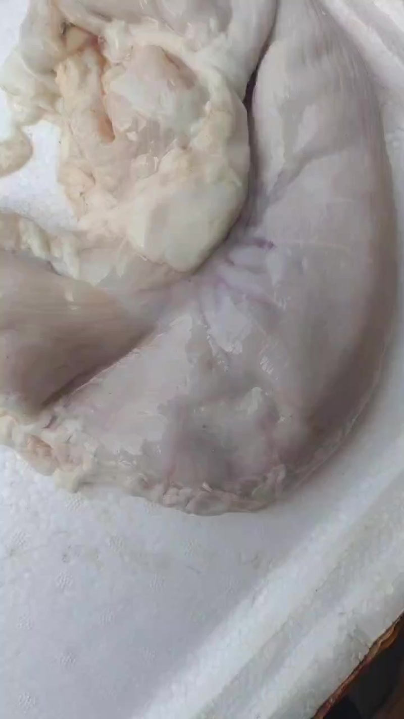 鲜猪肚厂家直销物美价廉