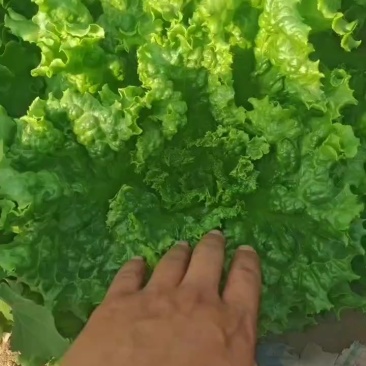 山西大同叶菜基地，精品散叶生菜，不烧心，不干边，价格不高
