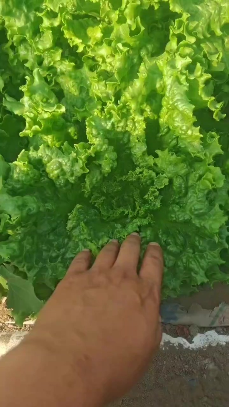 山西大同叶菜基地，精品散叶生菜，不烧心，不干边，价格不高