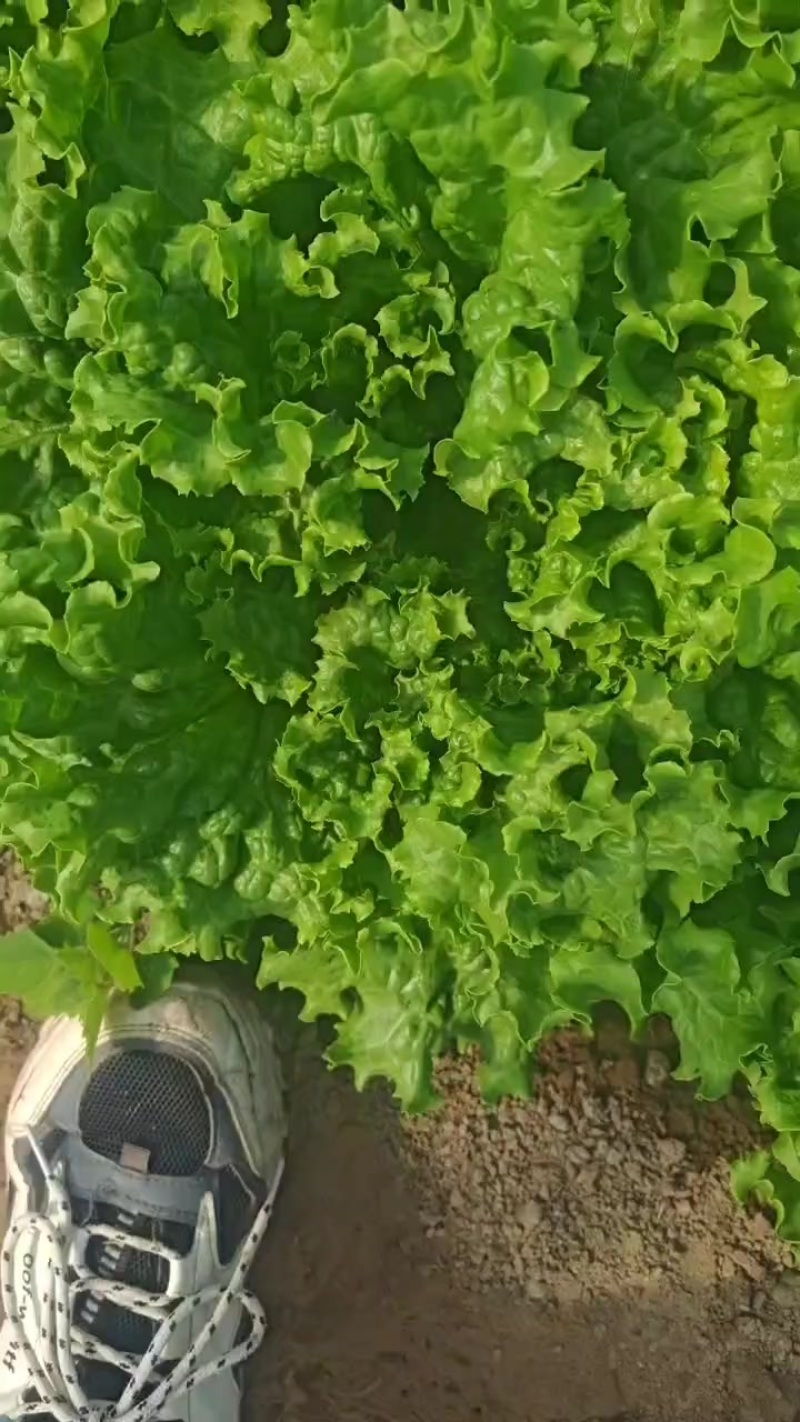 山西大同叶菜基地，精品散叶生菜，不烧心，不干边，价格不高