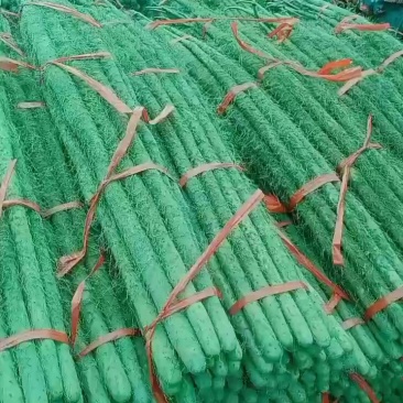 河南焦作铁棍山药