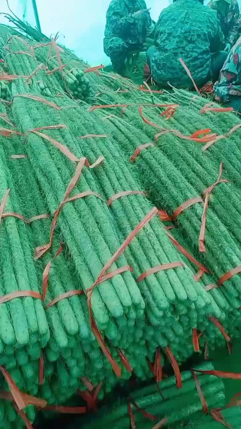 河南焦作铁棍山药