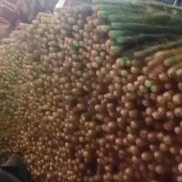 河南焦作铁棍山药