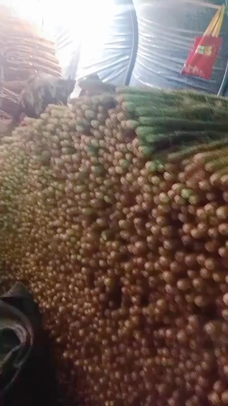 河南焦作铁棍山药