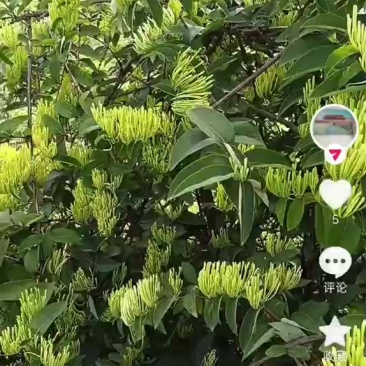 金银花