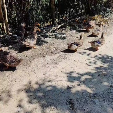 土鹅，土鸭