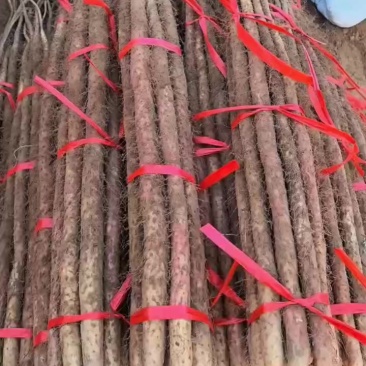 河南红皮铁棍山药