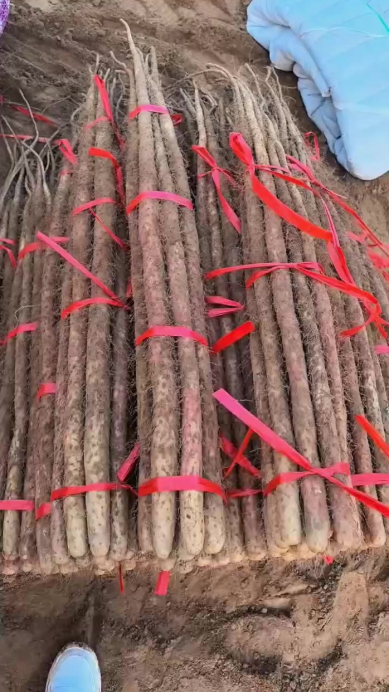 河南红皮铁棍山药