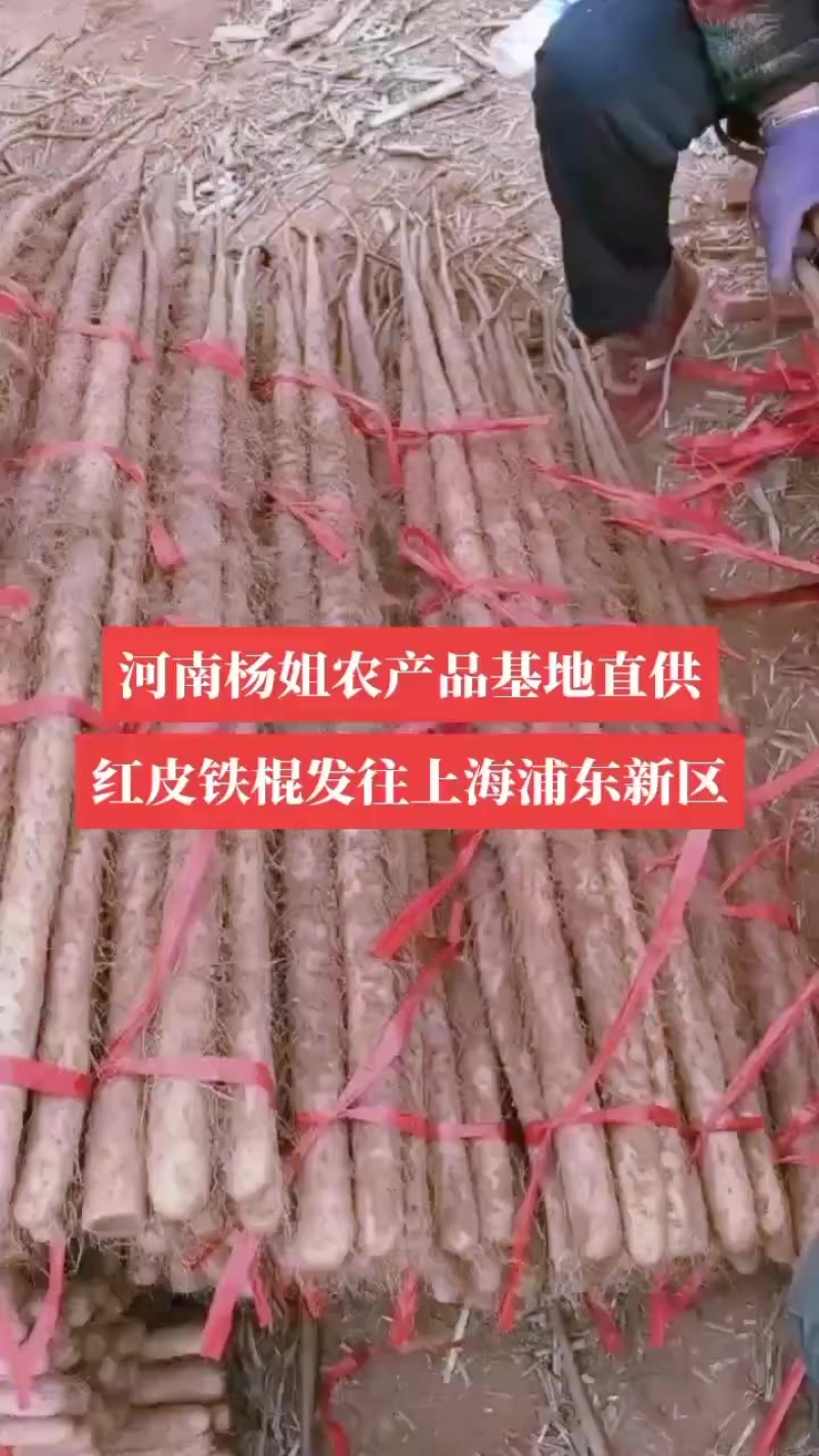 河南焦作红皮铁棍